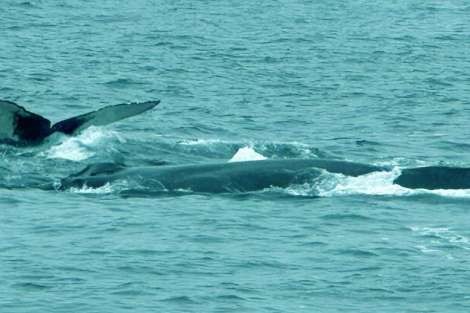 Review img # 17 of the yacht TIMELESS 62