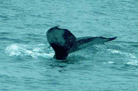 Review img # 18 of the yacht TIMELESS 62